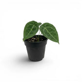 Anthurium forgetii baby plant with rounded green leaves in a nursery pot.