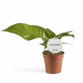 anthurium hooikoorts Anthurium hookeri – Bird's Nest with Frilly Edges