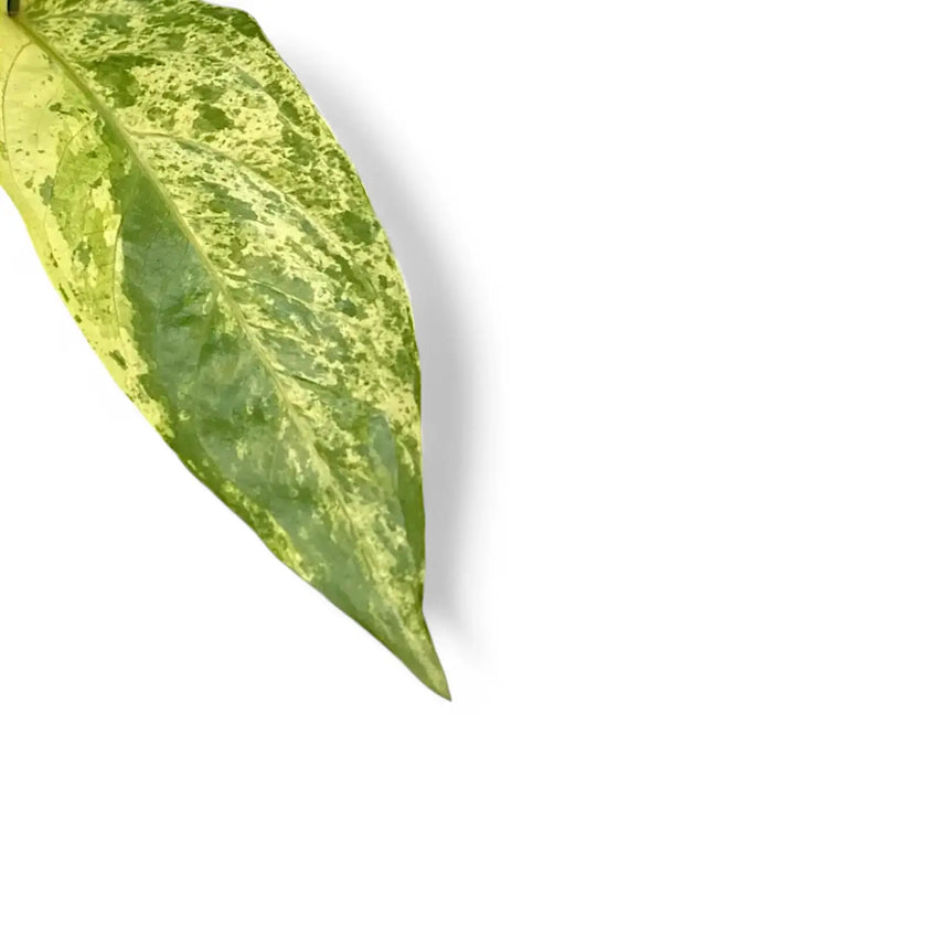 Nahaufnahme eines Blatts von Anthurium hookeri variegata vor weißem Hintergrund.