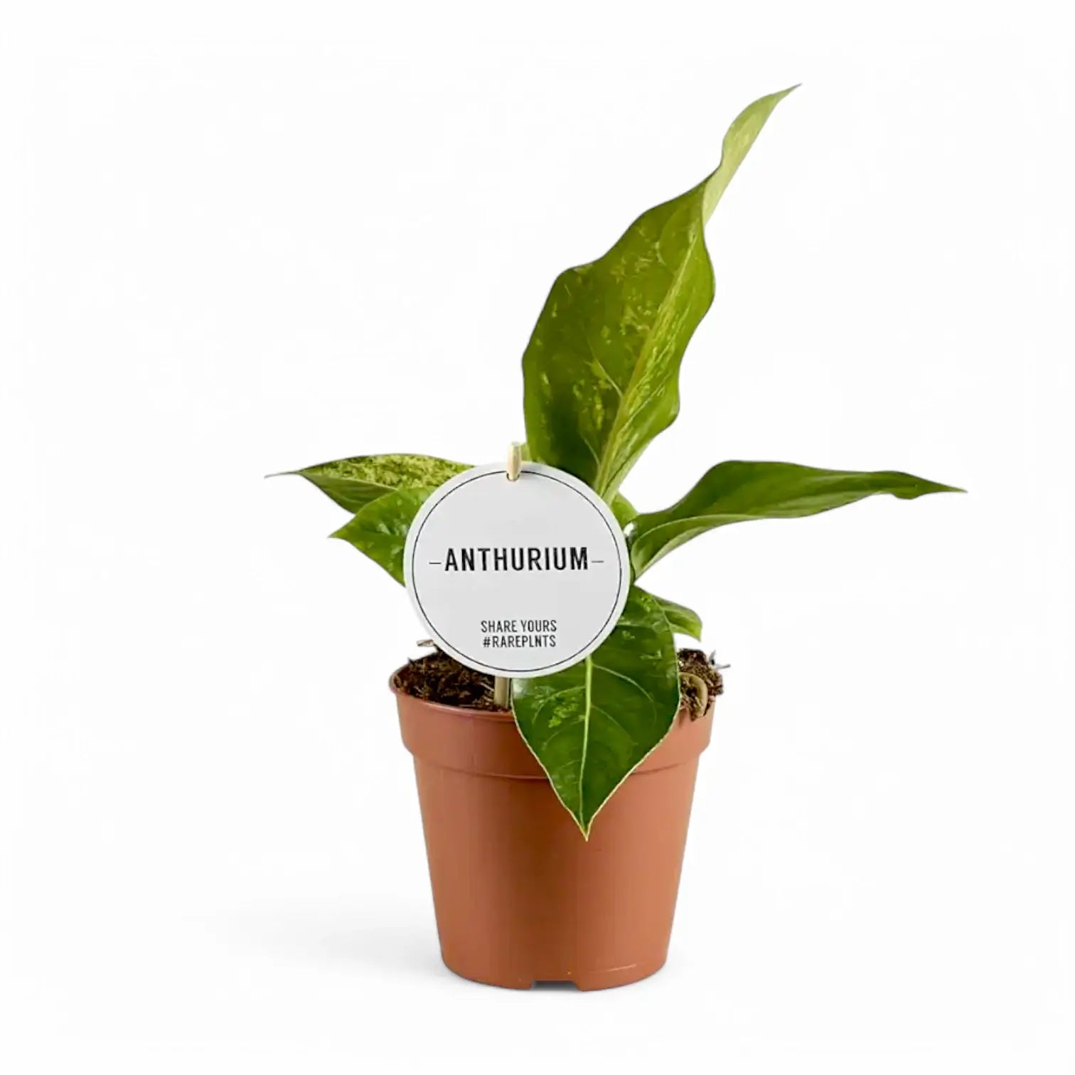Anthurium hookeri variegata – Topfpflanze im Kulturtopf vor weißem Hintergrund, Produktfoto 2.