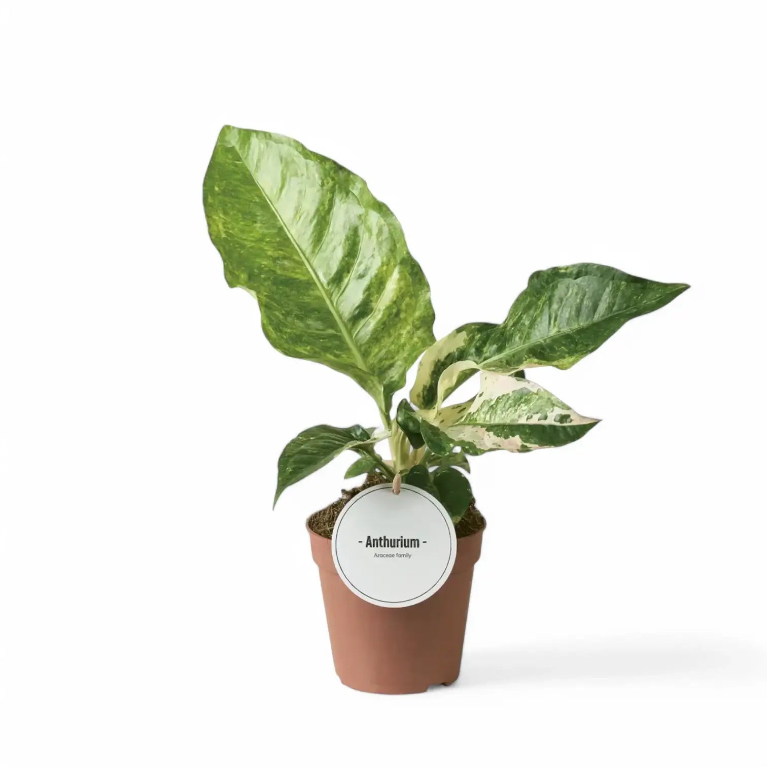 Anthurium hookeri variegata – Topfpflanze im Kulturtopf vor weißem Hintergrund, Produktfoto 3.