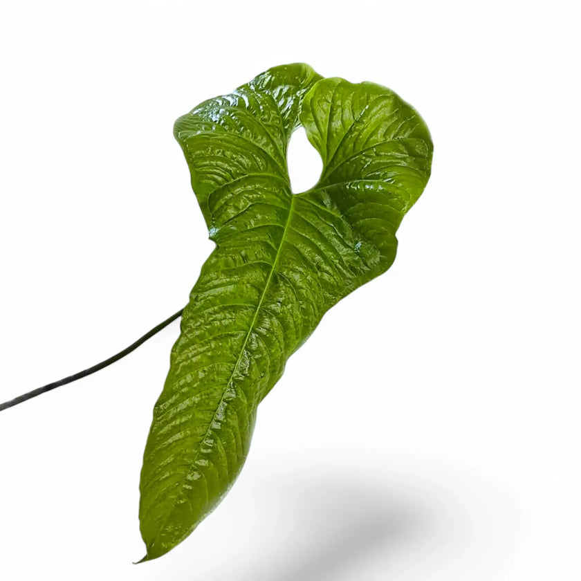 Anthurium ivanportillae close-up of leaf on white background.