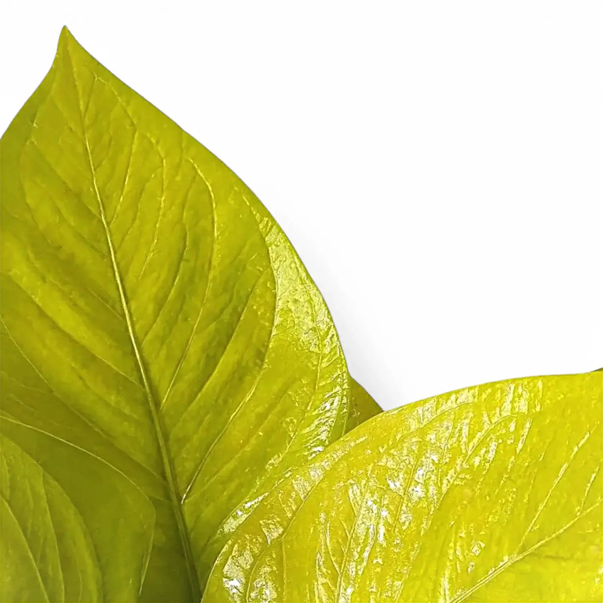 Anthurium jenmanii 'Gold' – Bright Yellow-Green Bird's Nest