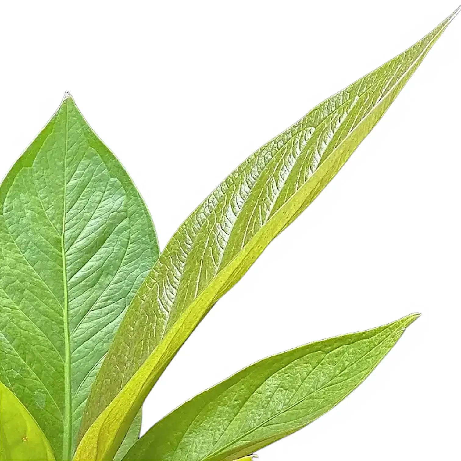 Anthurium jenmanii 'Green Jady' leaf detail on white background.