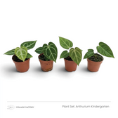 Anthurium Kindergarten plant set with four young Anthuriums lined up in nursery pots