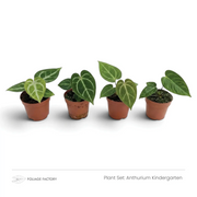 Anthurium Kindergarten plant set with four young Anthuriums lined up in nursery pots