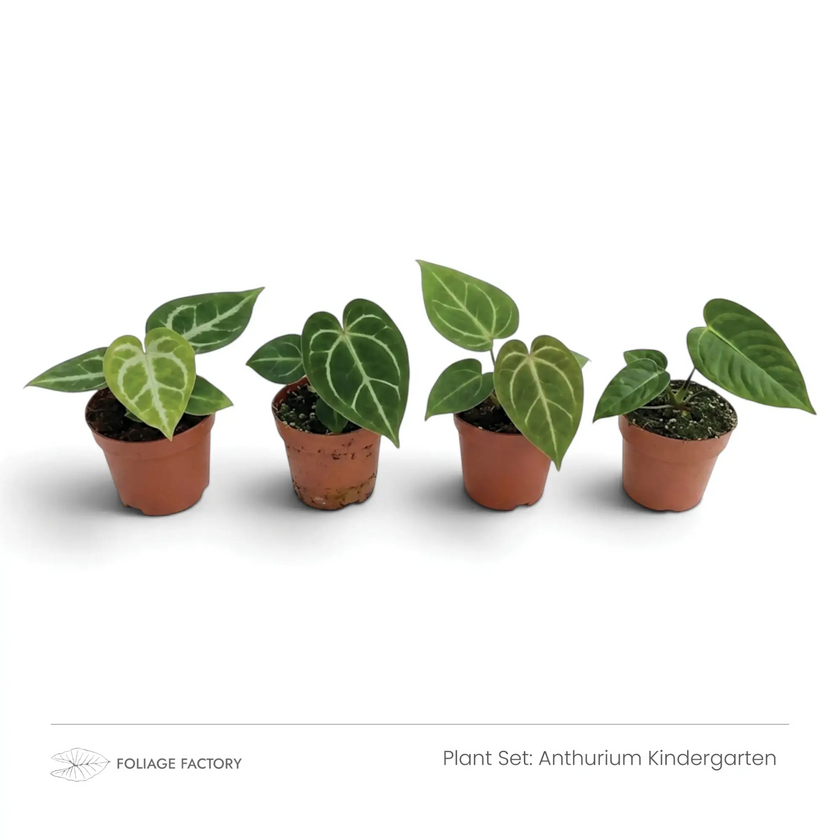 Anthurium Kindergarten plant set with four young Anthuriums lined up in nursery pots