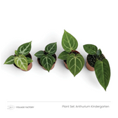 Four young Anthuriums with green, pale-veined leaves viewed from above