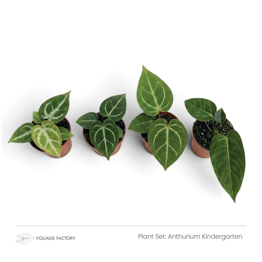 Four young Anthuriums with green, pale-veined leaves viewed from above
