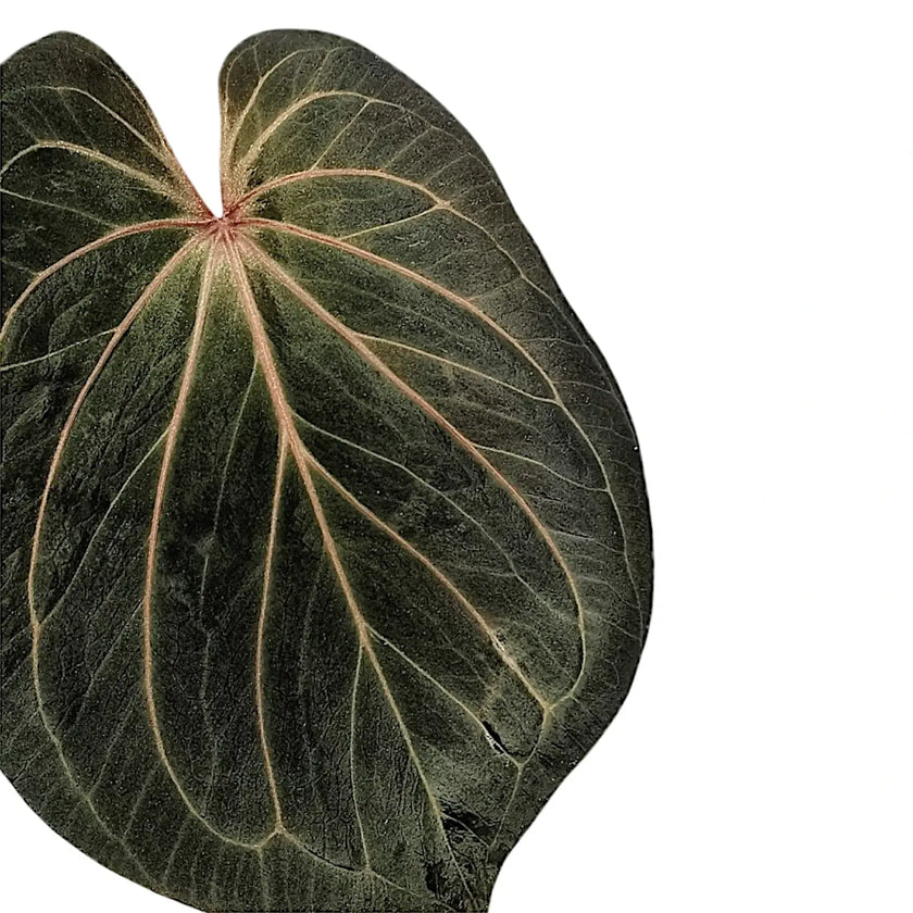 Anthurium 'King of Spades' (Anthurium 'HU') leaf close-up on white background.