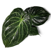 Anthurium 'King of Spades' (Anthurium 'HU') Zimmerpflanze im Anzuchttopf vor weißem Hintergrund, Produktfoto 4.