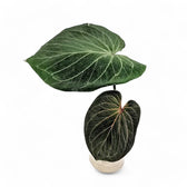 anthurium hu Anthurium 'King of Spades' – Dark Velvet Hybrid with Prominent Veins