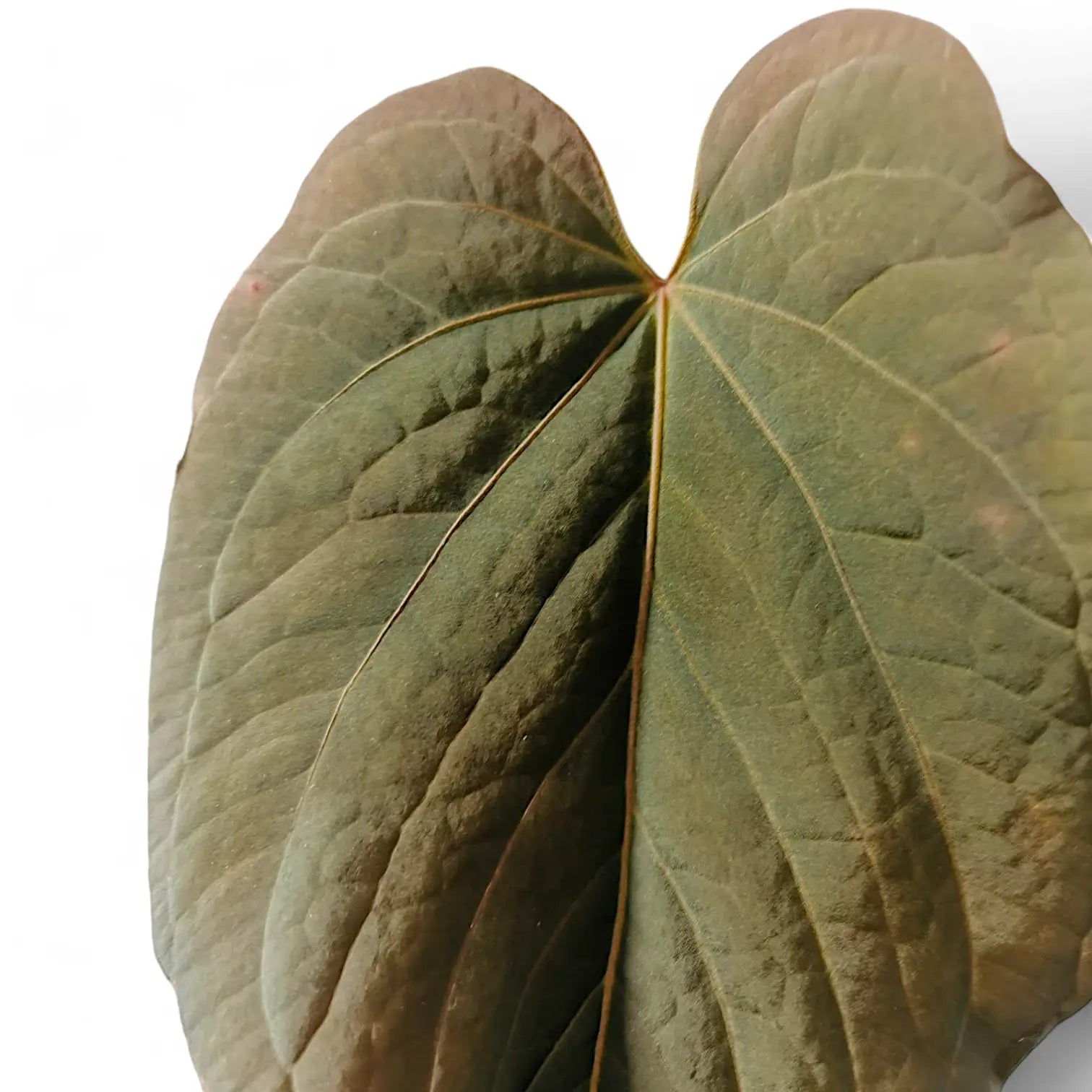 Anthurium kunayalense close-up of leaf on white background.