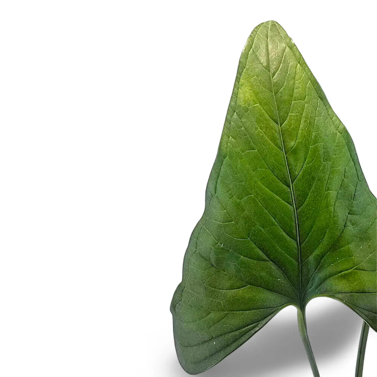 Anthurium lancea – Leathery Narrow Blades