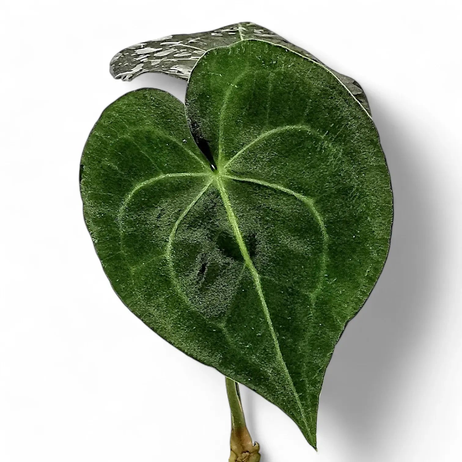 Anthurium leuconeurum potted plant in nursery pot on white background.