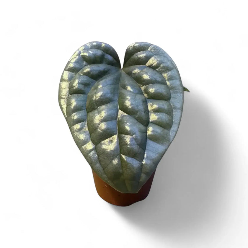 Anthurium luxurians potted plant in nursery pot on white background.