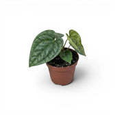 Jungpflanze von Anthurium luxurians im Kulturtopf vor weißem Hintergrund