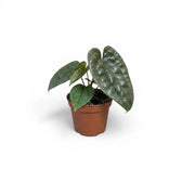 Jungpflanze von Anthurium luxurians im Kulturtopf vor weißem Hintergrund