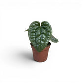 Jungpflanze von Anthurium luxurians im Kulturtopf vor weißem Hintergrund