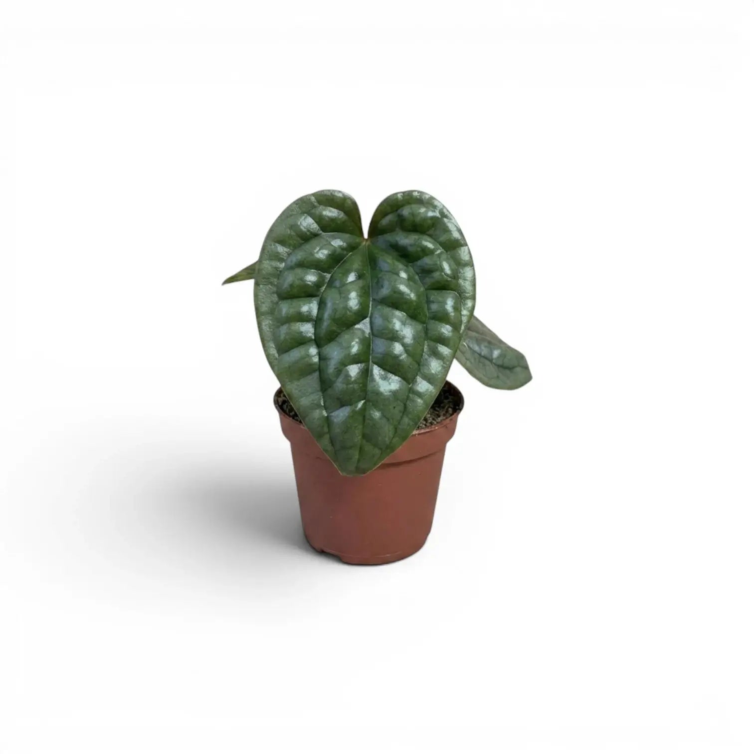 Jungpflanze von Anthurium luxurians im Kulturtopf vor weißem Hintergrund