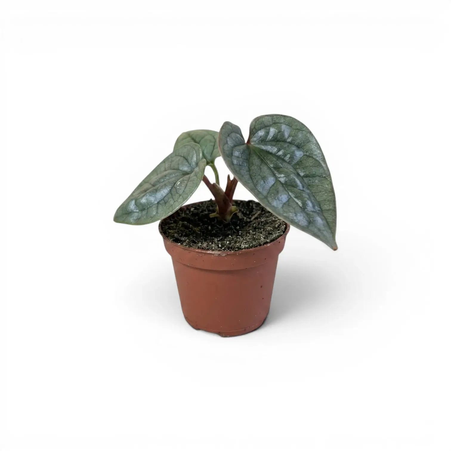 Jungpflanze von Anthurium luxurians im Kulturtopf vor weißem Hintergrund