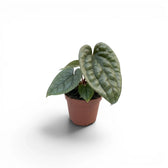 Jungpflanze von Anthurium luxurians im Kulturtopf vor weißem Hintergrund