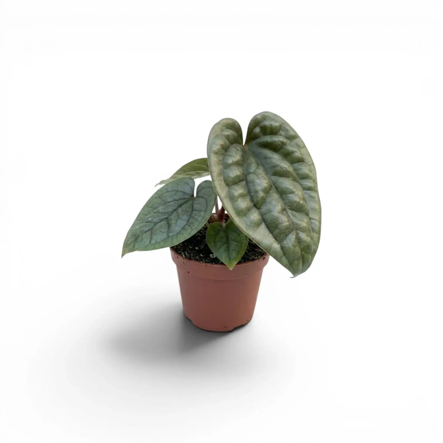 Jungpflanze von Anthurium luxurians im Kulturtopf vor weißem Hintergrund