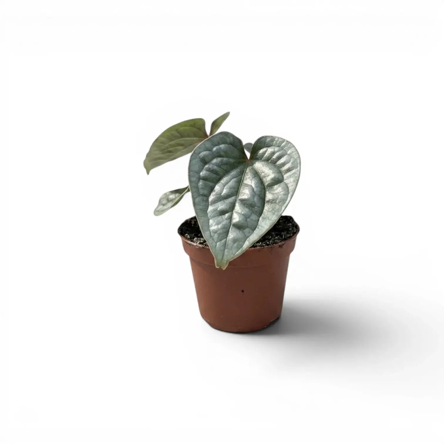 Kleine Jungpflanze von Anthurium luxurians im Kulturtopf vor weißem Hintergrund