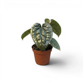 Kleine Jungpflanze von Anthurium luxurians im Kulturtopf vor weißem Hintergrund