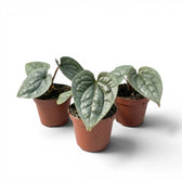 Kleine Jungpflanze von Anthurium luxurians im Kulturtopf vor weißem Hintergrund