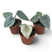 Kleine Jungpflanze von Anthurium luxurians im Kulturtopf vor weißem Hintergrund