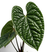 Nahaufnahme der Blätter von Anthurium luxurians vor weißem Hintergrund