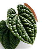 Nahaufnahme der Blätter von Anthurium luxurians vor weißem Hintergrund
