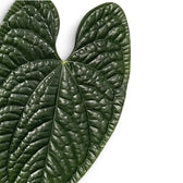 Nahaufnahme der Blätter von Anthurium luxurians vor weißem Hintergrund