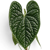 Nahaufnahme der Blätter von Anthurium luxurians vor weißem Hintergrund