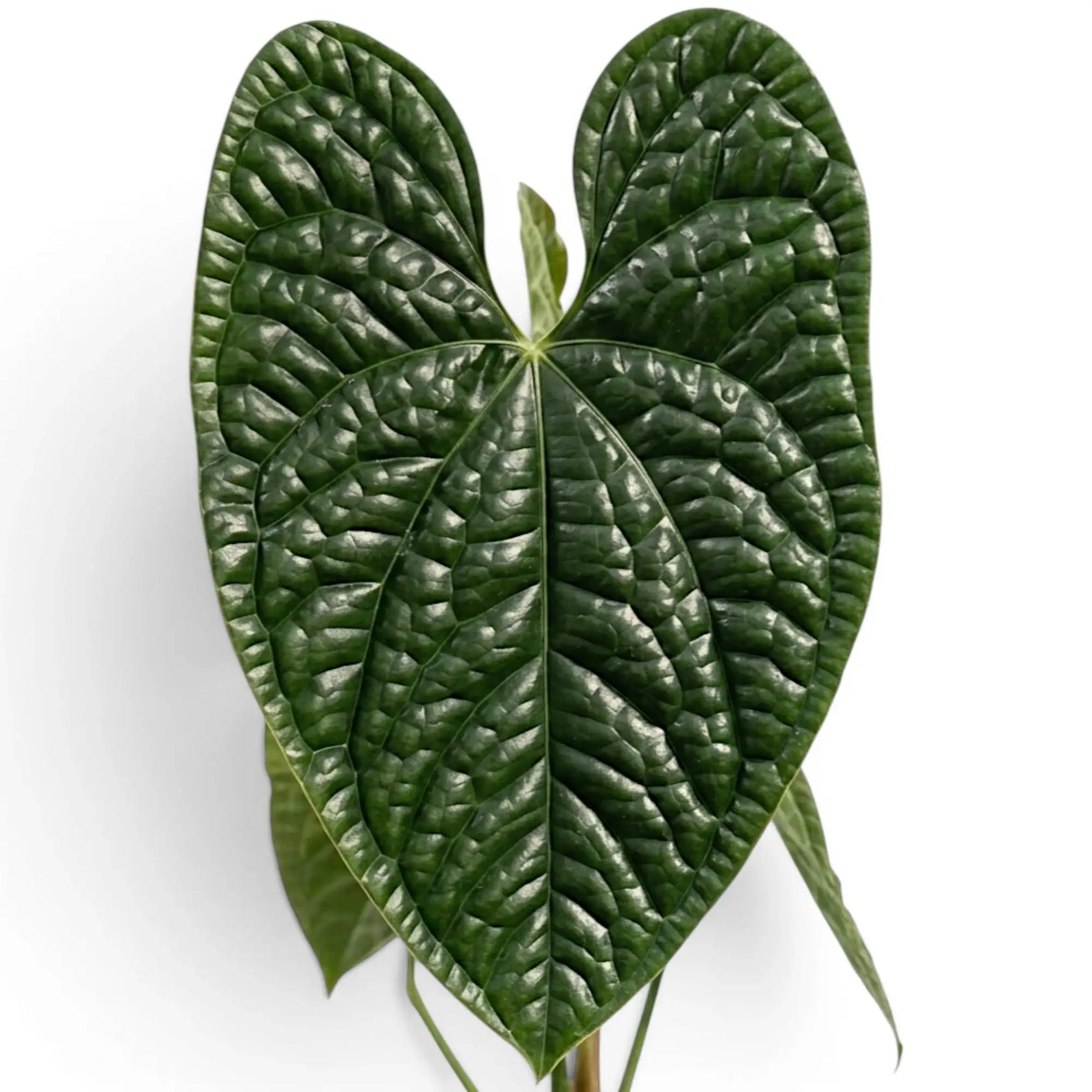 Nahaufnahme der Blätter von Anthurium luxurians vor weißem Hintergrund