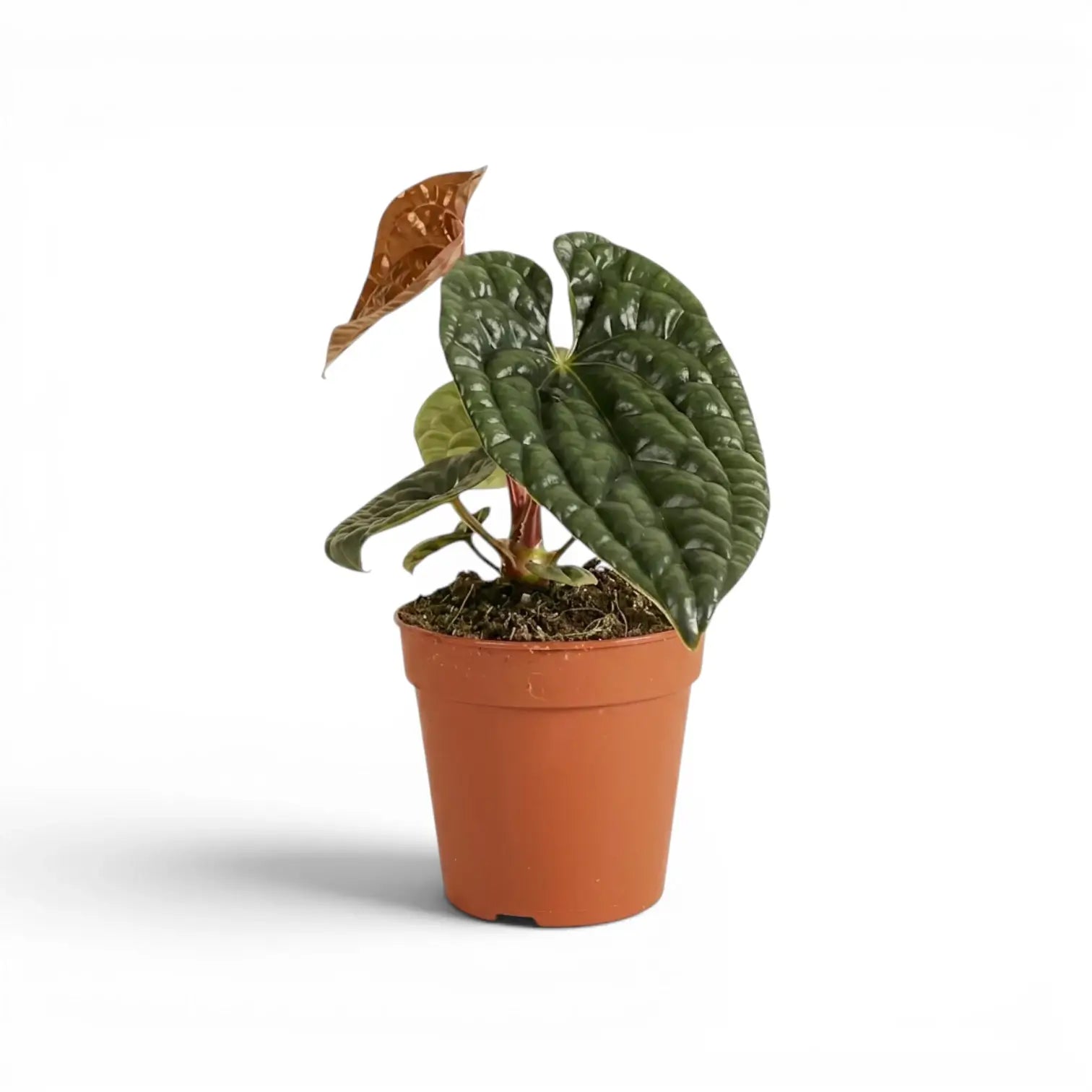 Anthurium luxurians im Kulturtopf vor weißem Hintergrund