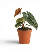 Anthurium luxurians im Kulturtopf vor weißem Hintergrund