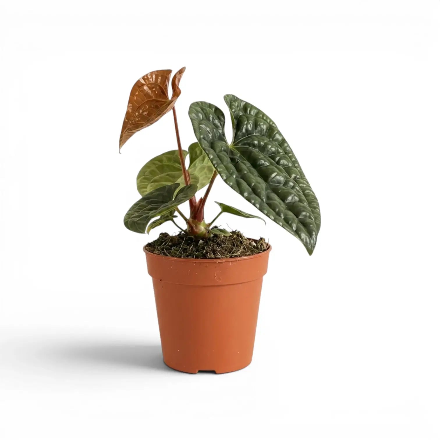 Anthurium luxurians im Kulturtopf vor weißem Hintergrund