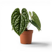 Anthurium luxurians im Kulturtopf vor weißem Hintergrund