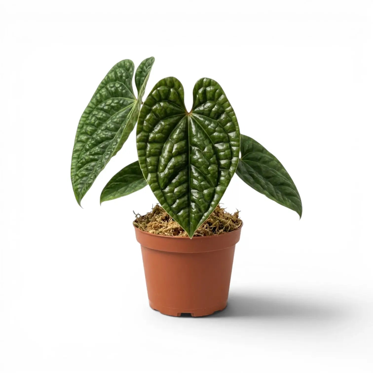Anthurium luxurians im Kulturtopf vor weißem Hintergrund