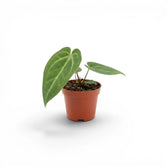 Anthurium magnificum baby plant in a nursery pot.