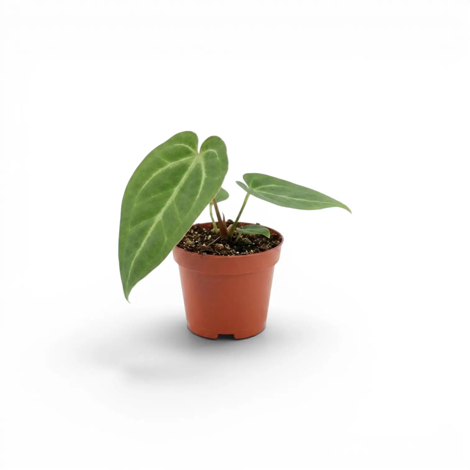 Anthurium magnificum baby plant in a nursery pot.