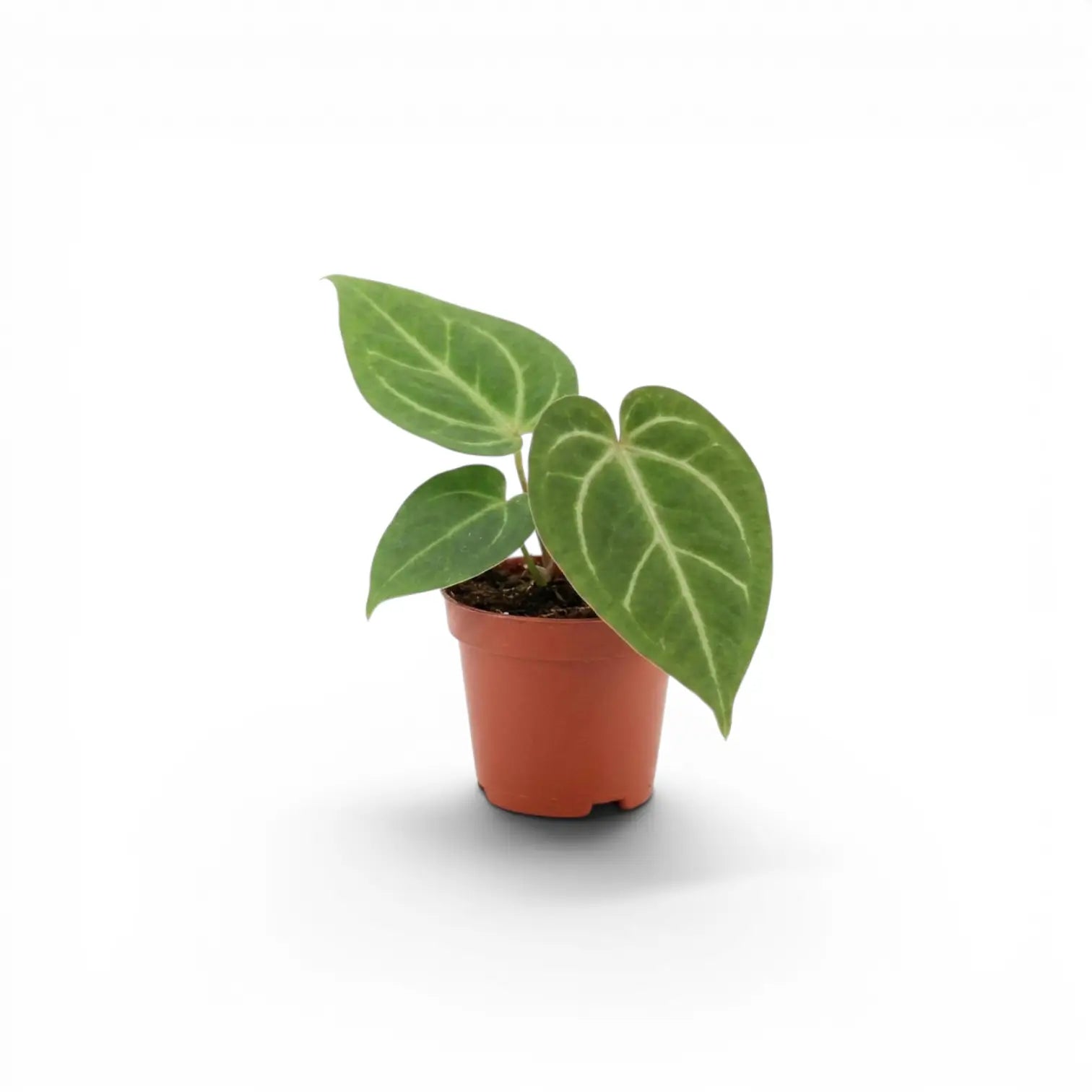 Anthurium magnificum baby plant in a nursery pot.
