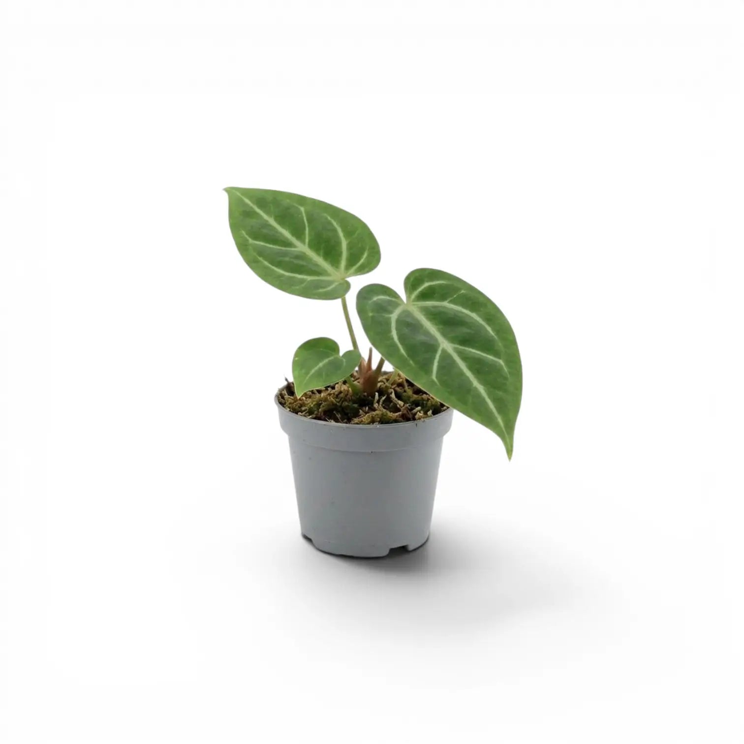 Anthurium magnificum baby plant in a nursery pot.