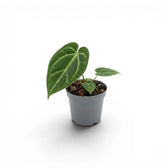 Anthurium magnificum baby plant in a nursery pot.