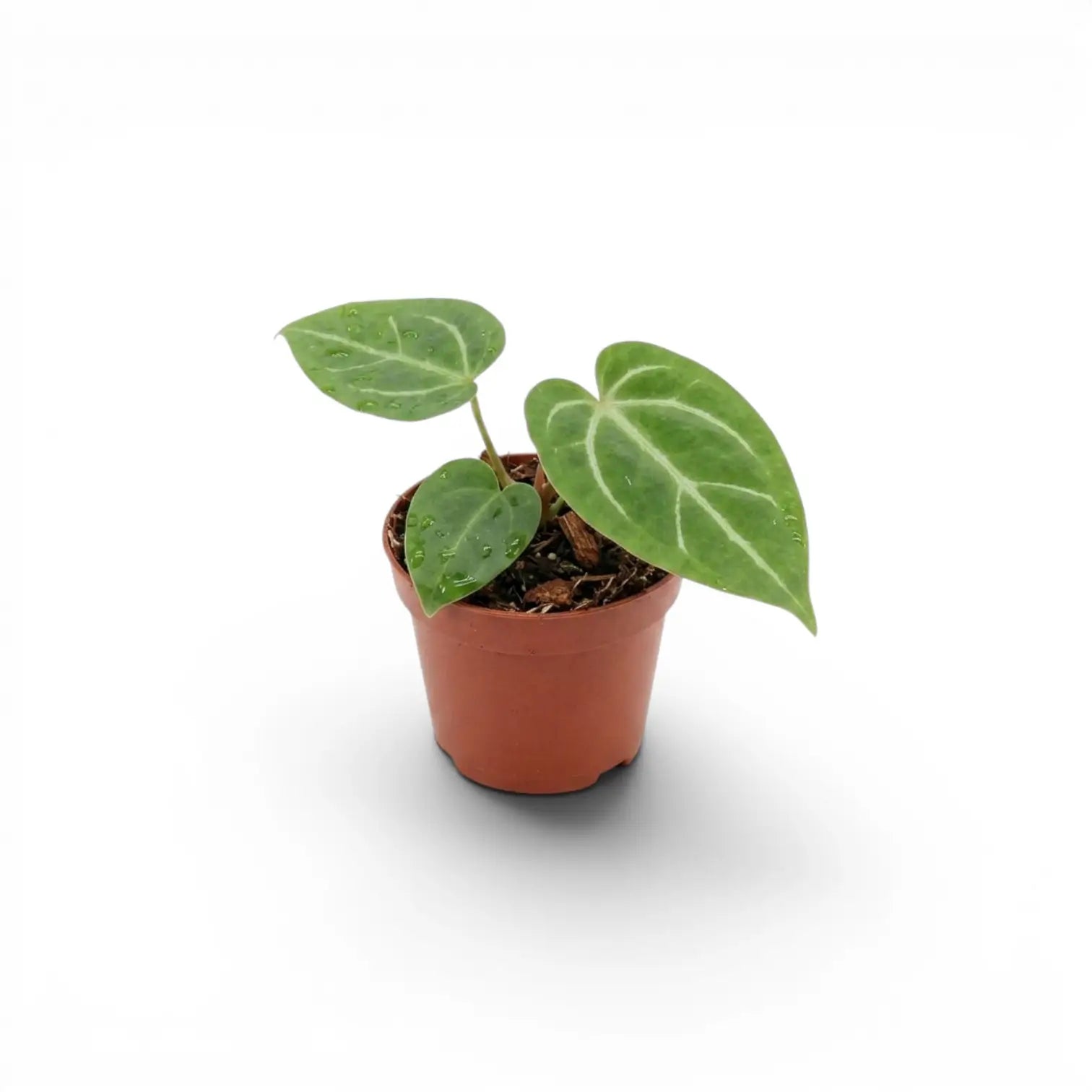 Anthurium magnificum baby plant in a nursery pot.