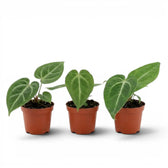 Anthurium magnificum baby plant in a nursery pot.
