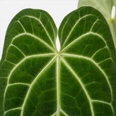 Close-up of Anthurium magnificum leaves.