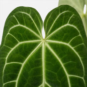 Close-up of Anthurium magnificum leaves.